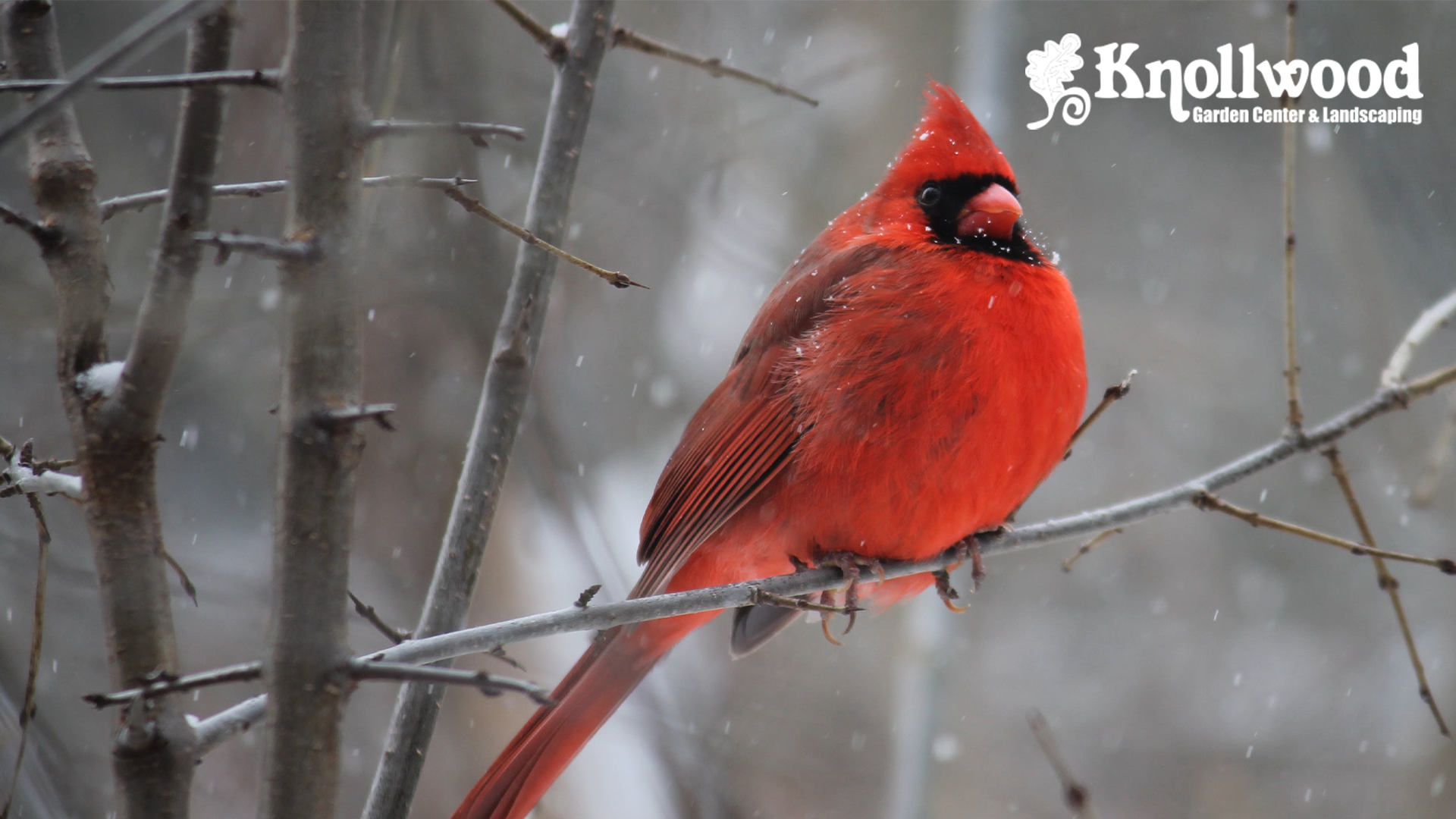 A cardinal on a tree branch. The text reads, "Winter Bird Feeding Ideas" 